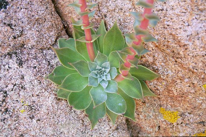 Dudleya spp. Anza Borrego State Park, Imperial County, CA. March 2005.
